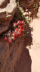 Castilleja scabrida scabrida