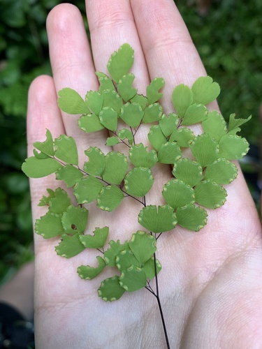 Fragile maidenhair (Adiantum fragile)