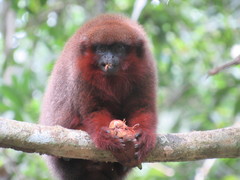 Toppin's Titi Monkey photo 4