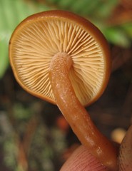 Gymnopilus croceoluteus