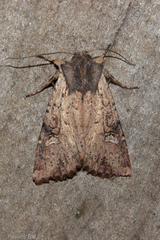 Ichneutica omoplaca