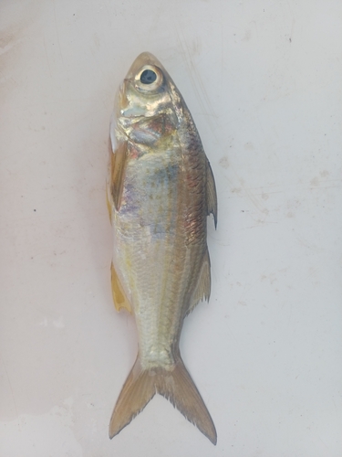 Lesser African Threadfin
