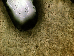 Gymnopilus croceoluteus