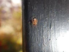Theridion adrianopoli
