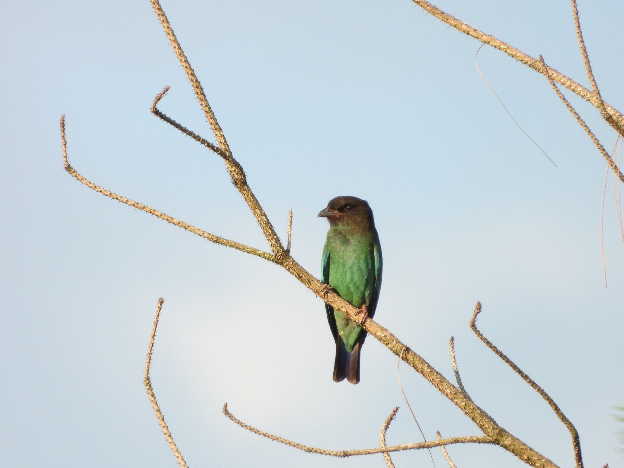 Oriental Dollarbird
