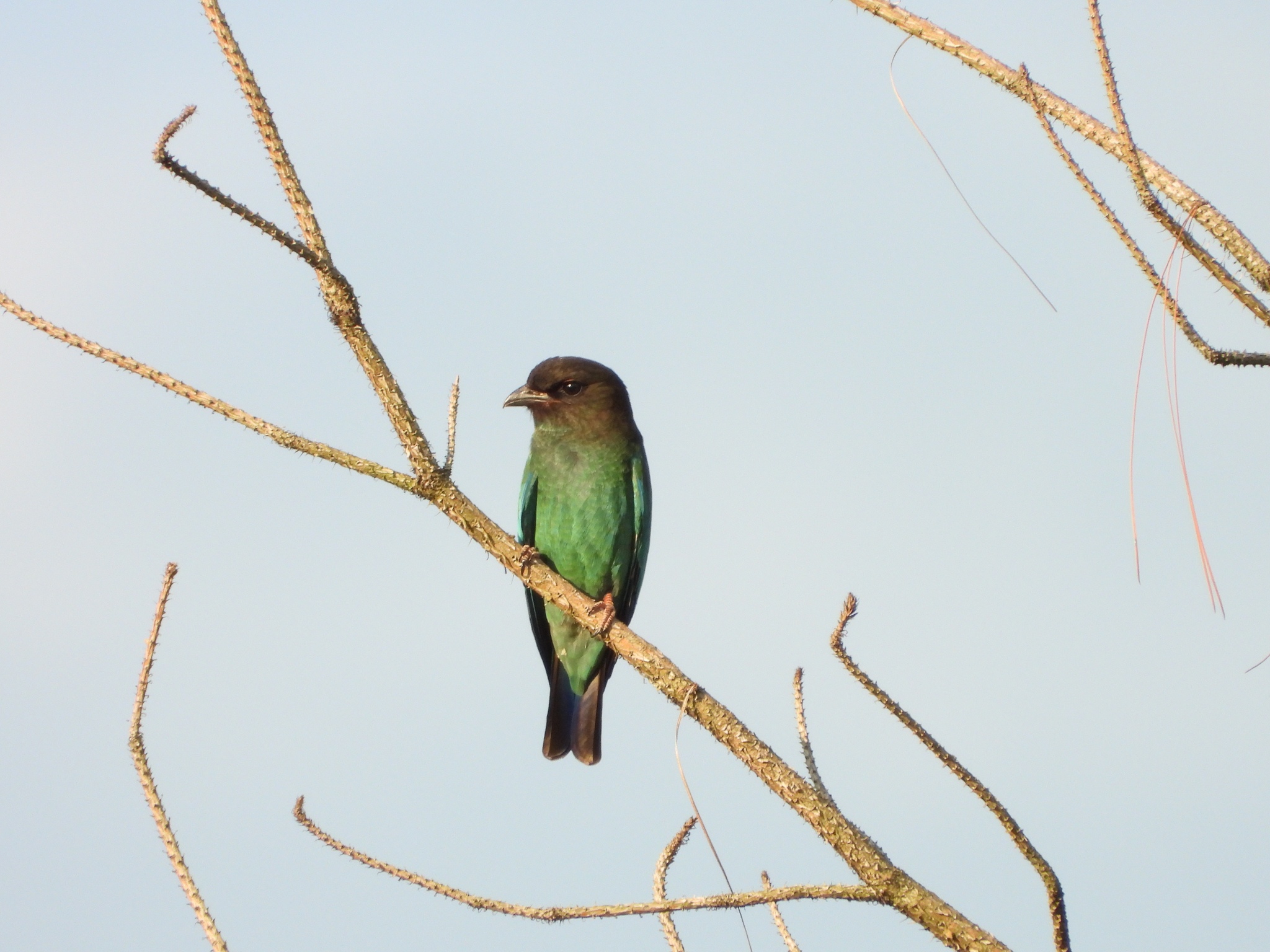 Oriental Dollarbird
