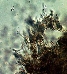 Gymnopilus croceoluteus