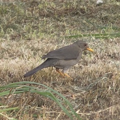 Turdus chiguanco