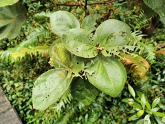 Dombeya ficulnea