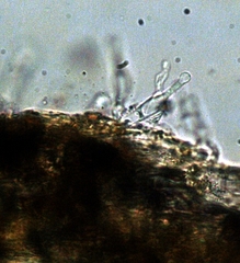 Gymnopilus croceoluteus