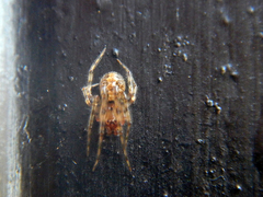 Theridion adrianopoli
