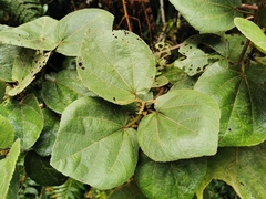 Dombeya ficulnea