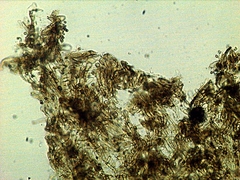 Gymnopilus croceoluteus