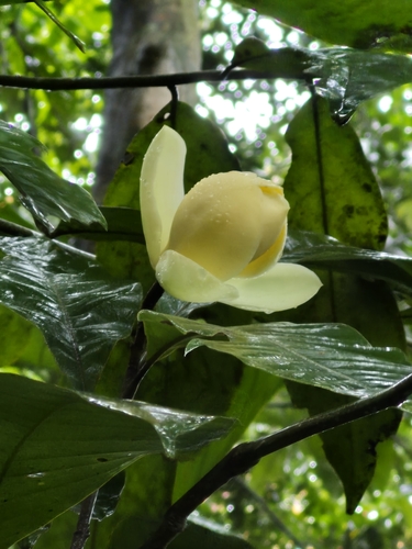 Magnolia liliifera observed 2025-09-16