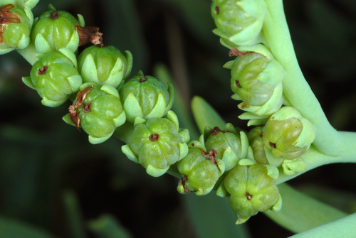 Heliotropium curassavicum