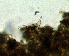 Gymnopilus croceoluteus