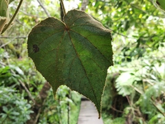 Dombeya reclinata
