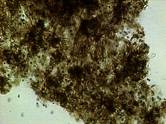 Gymnopilus croceoluteus