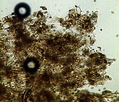 Gymnopilus croceoluteus