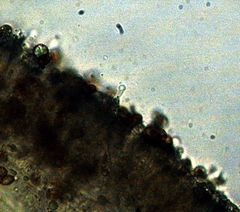 Gymnopilus croceoluteus