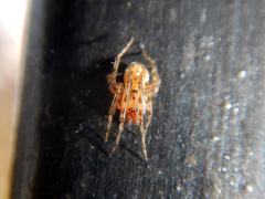 Theridion adrianopoli