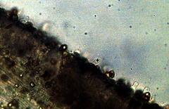 Gymnopilus croceoluteus