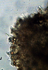 Gymnopilus croceoluteus