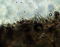 Gymnopilus croceoluteus