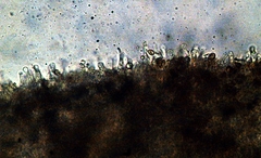 Gymnopilus croceoluteus