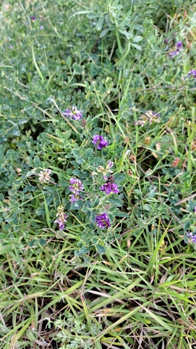 Alfalfa