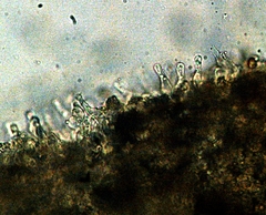 Gymnopilus croceoluteus