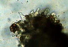 Gymnopilus croceoluteus