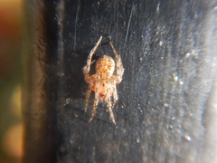 Theridion adrianopoli
