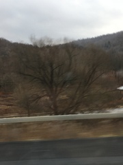 Populus deltoides deltoides