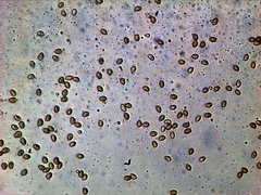 Gymnopilus croceoluteus