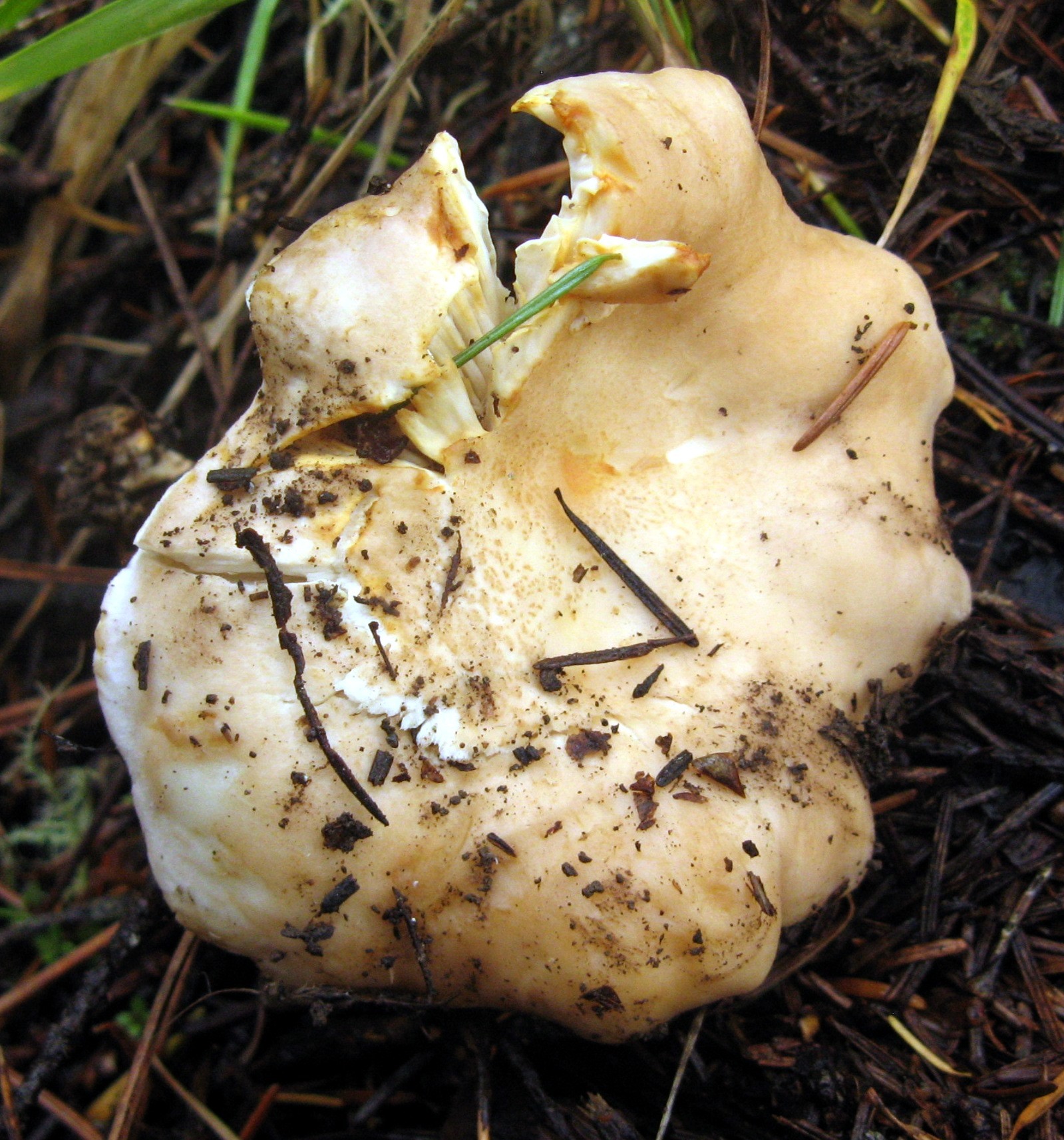 Cantharellus subalbidus image