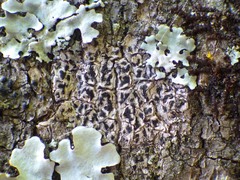 Arthonia radiata