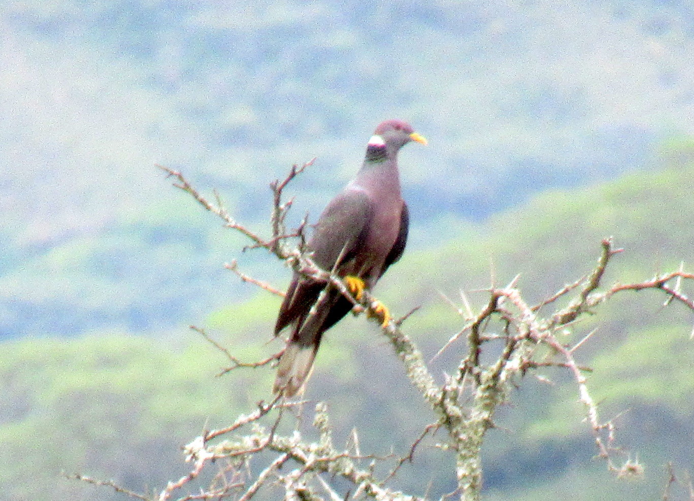 Patagioenas fasciata image