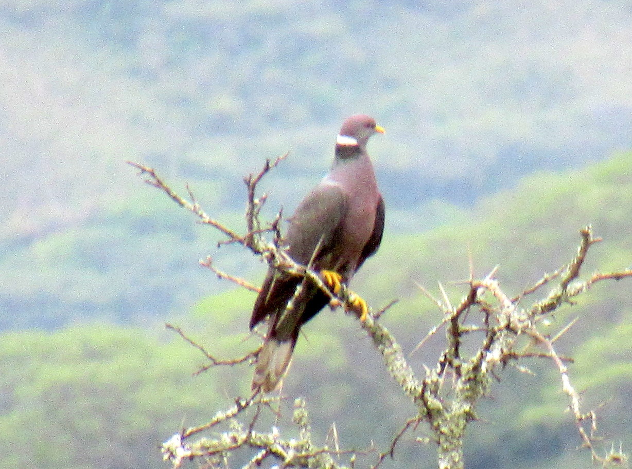 Patagioenas fasciata image