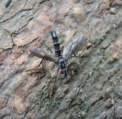 Doleschalla elongata