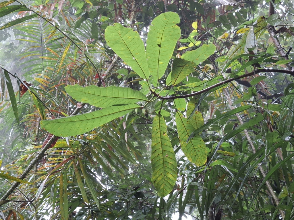 Neesia glabra