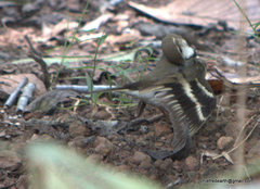 Dendronanthus indicus