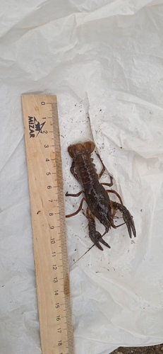 Narrow-clawed crayfish