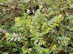 Phyllanthus phillyreifolius