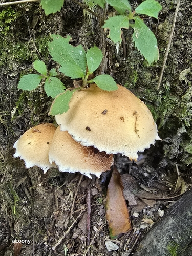 Austroboletus fusisporus