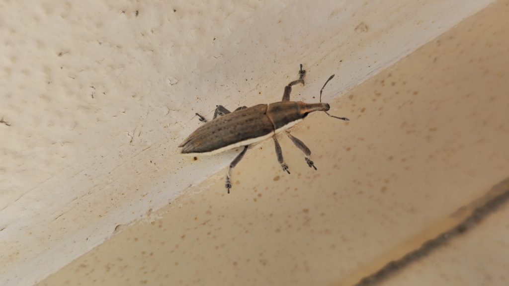 Lixus cheiranthi