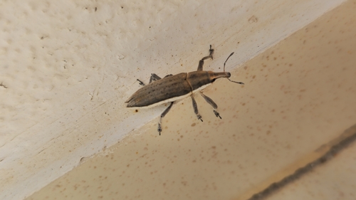Lixus cheiranthi