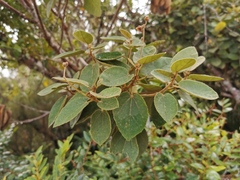 Dombeya ficulnea