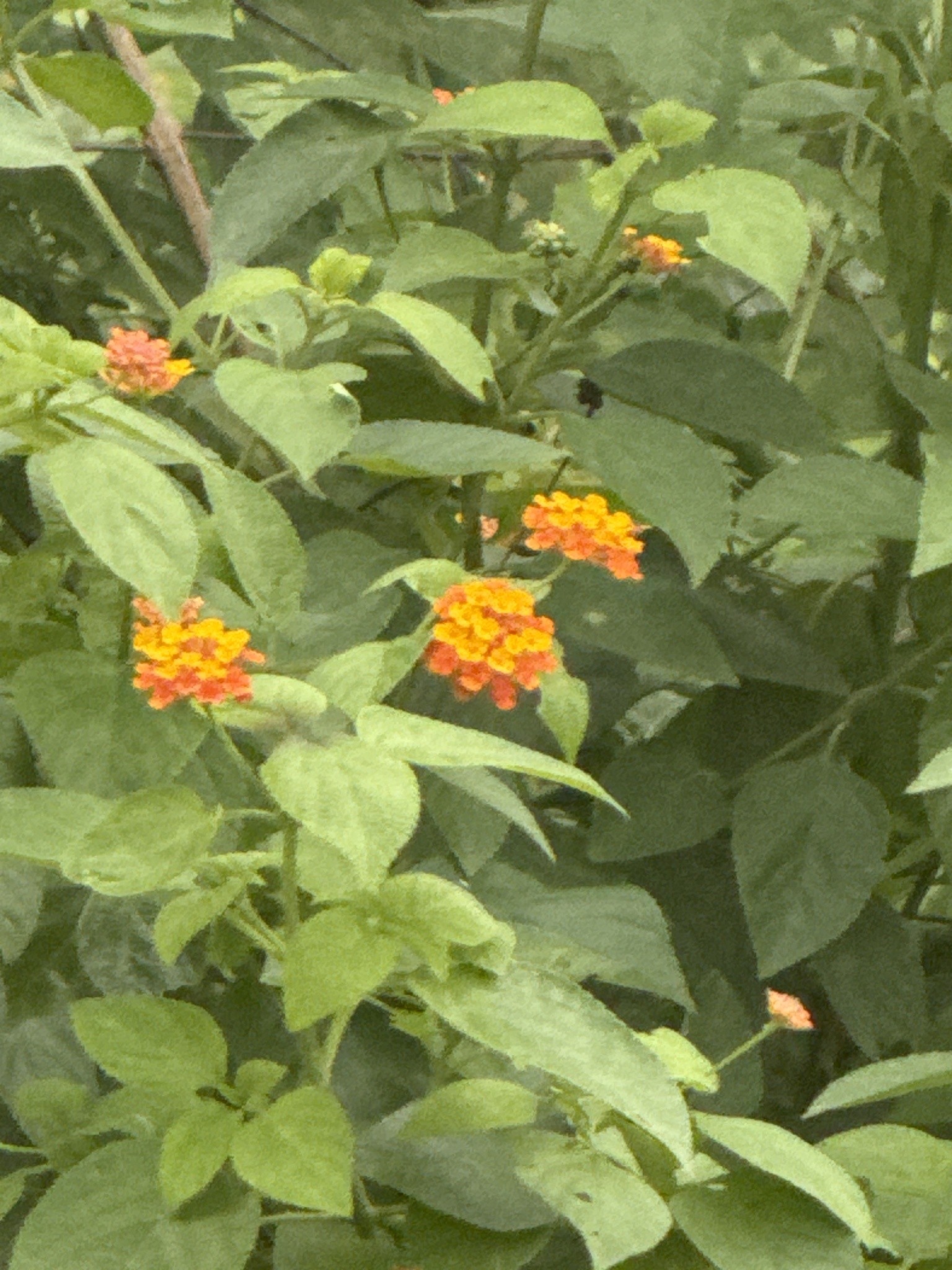 Lantana camara