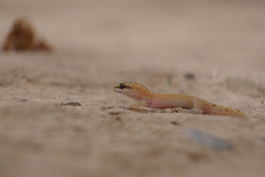 Slimani Gecko photo 2